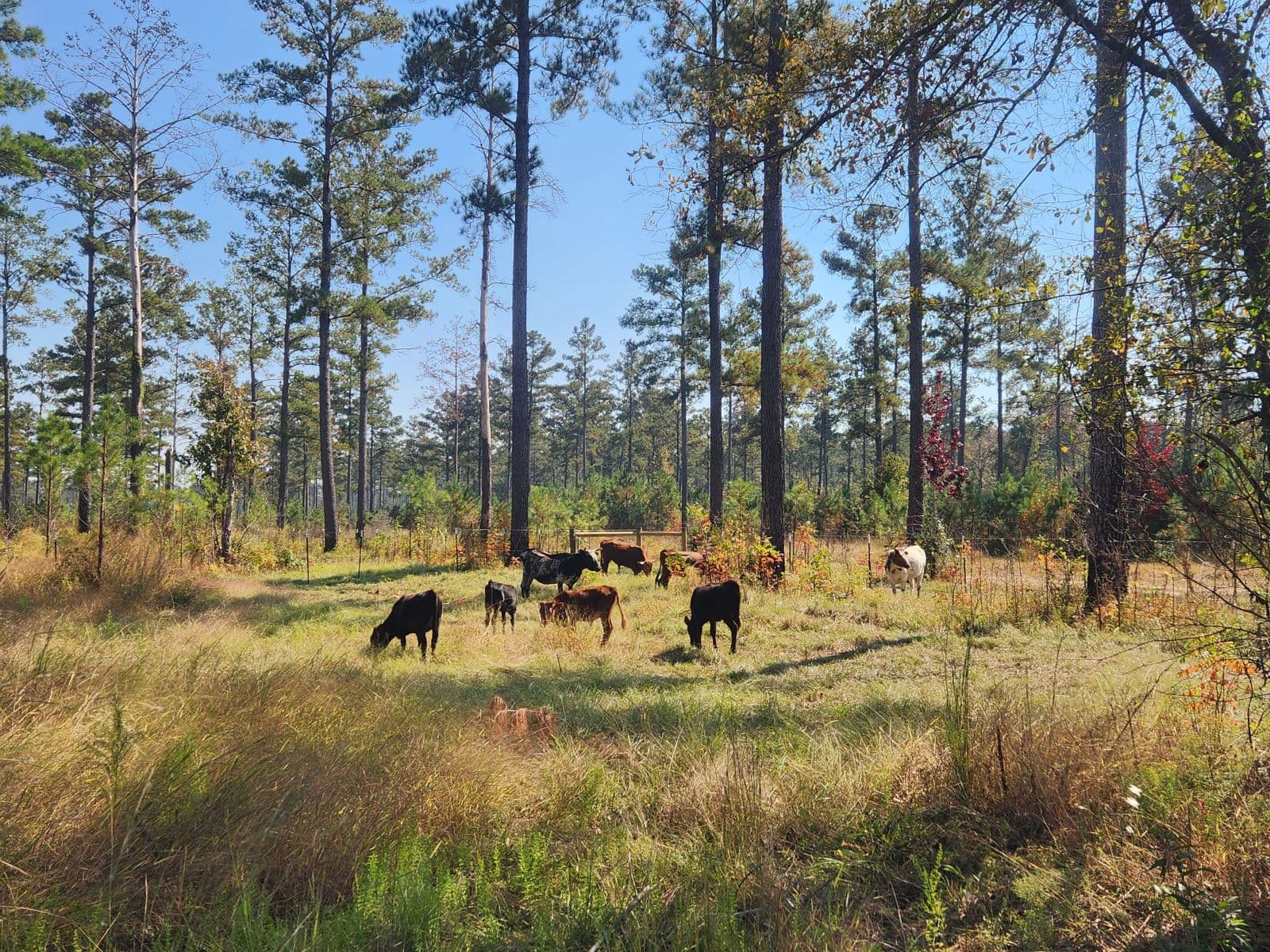 Florida Cracker cattle grazing across open pasture