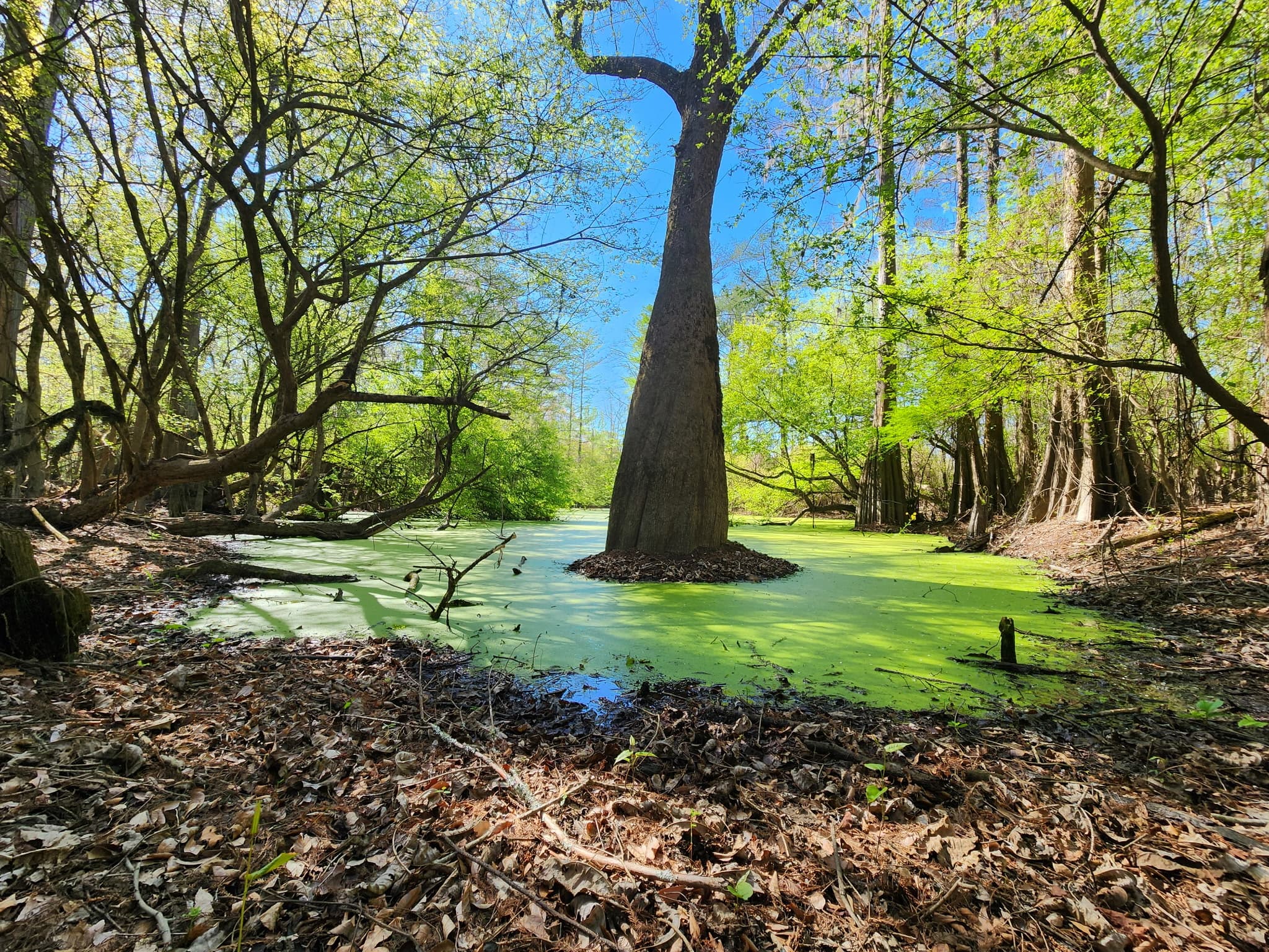 A cypress tree standing in the swamp under a blue sky