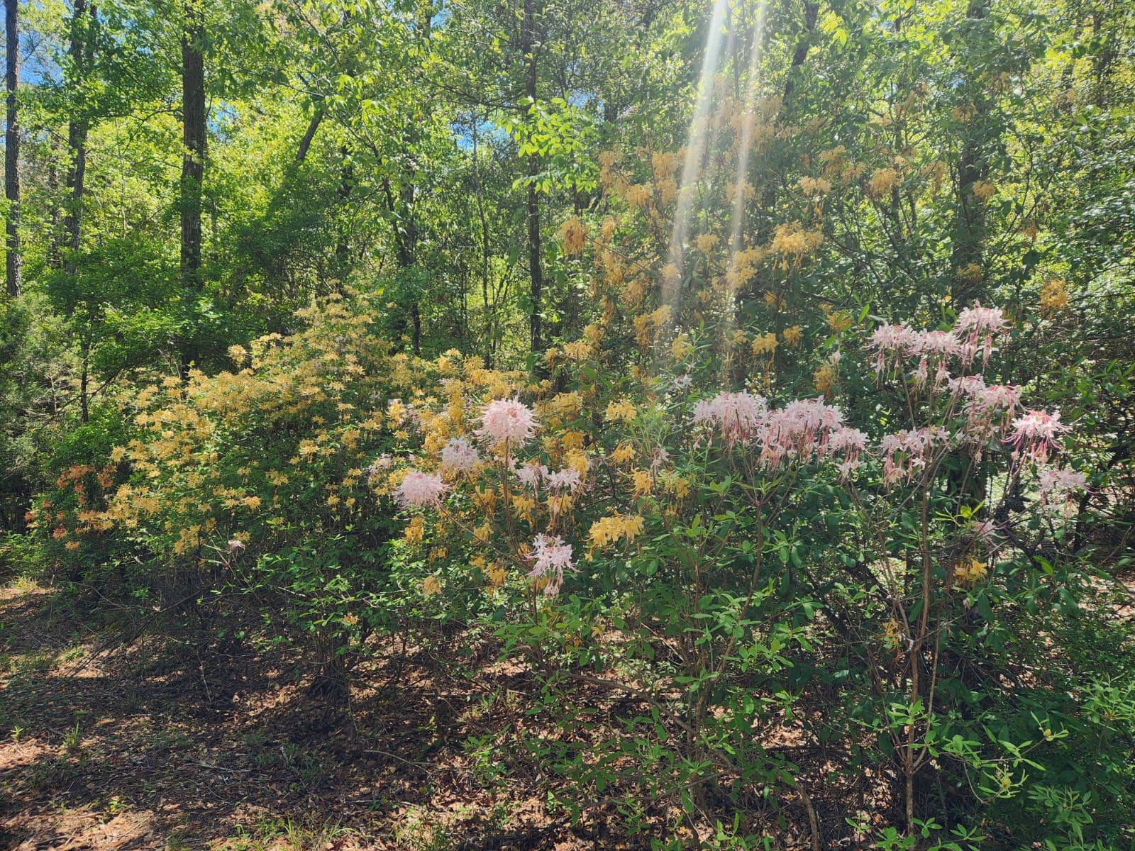 A flower-lined path winding through River Woods Ranch