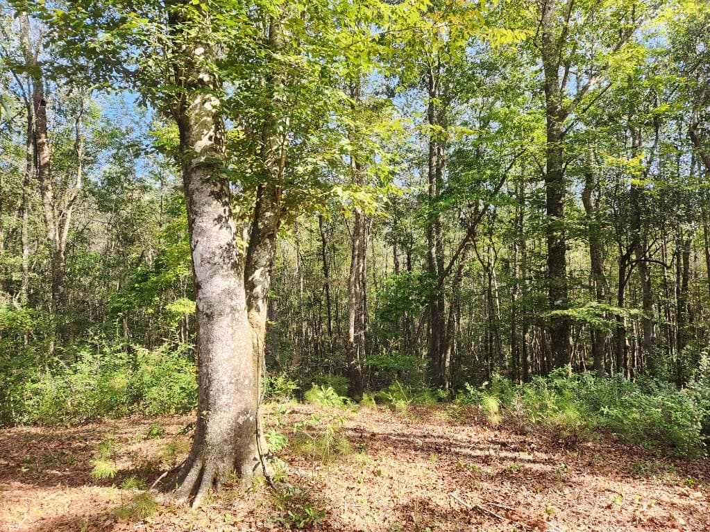 A clearing along a wooded trail at River Woods Ranch