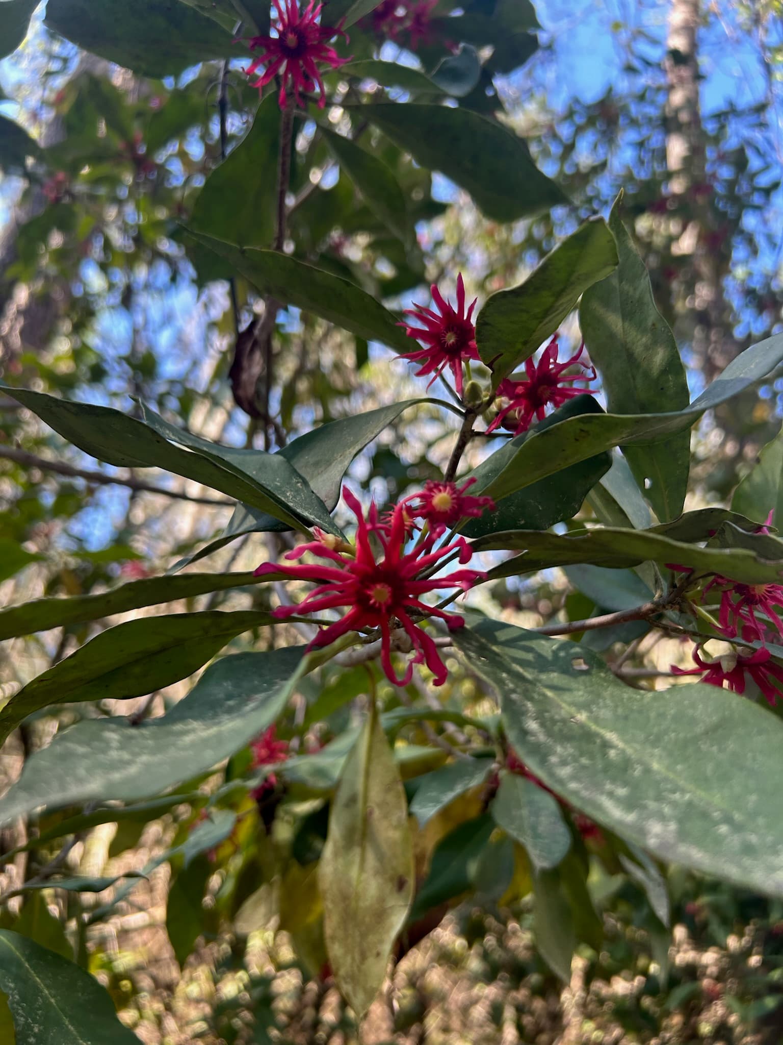 A pink flowering shrub on the ranch