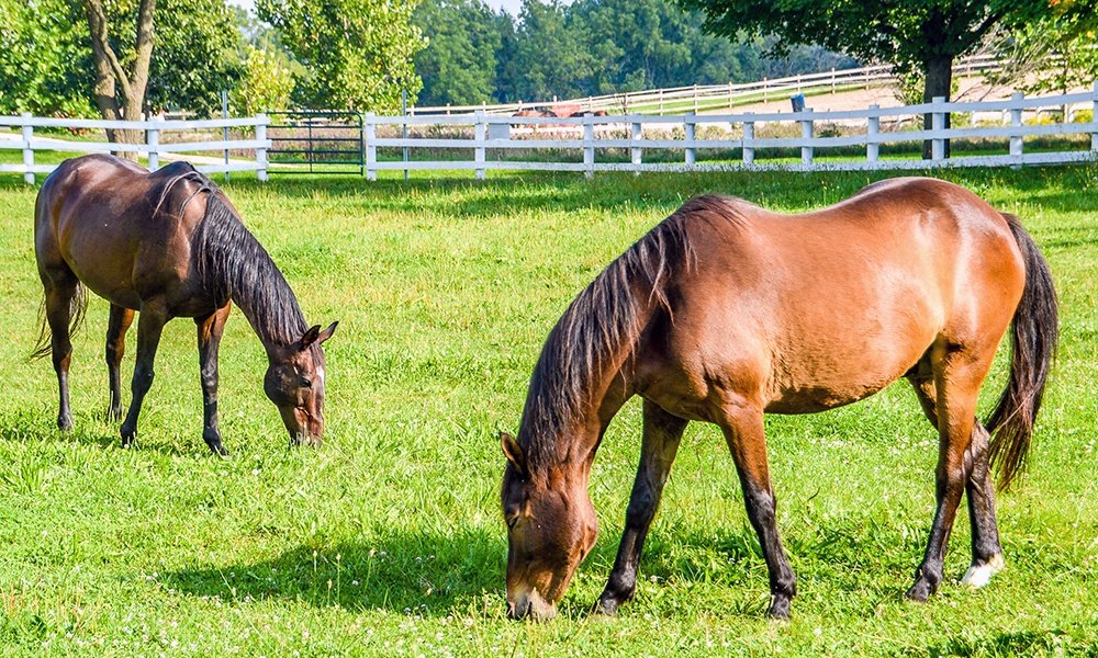 Horses in front of white picket fence